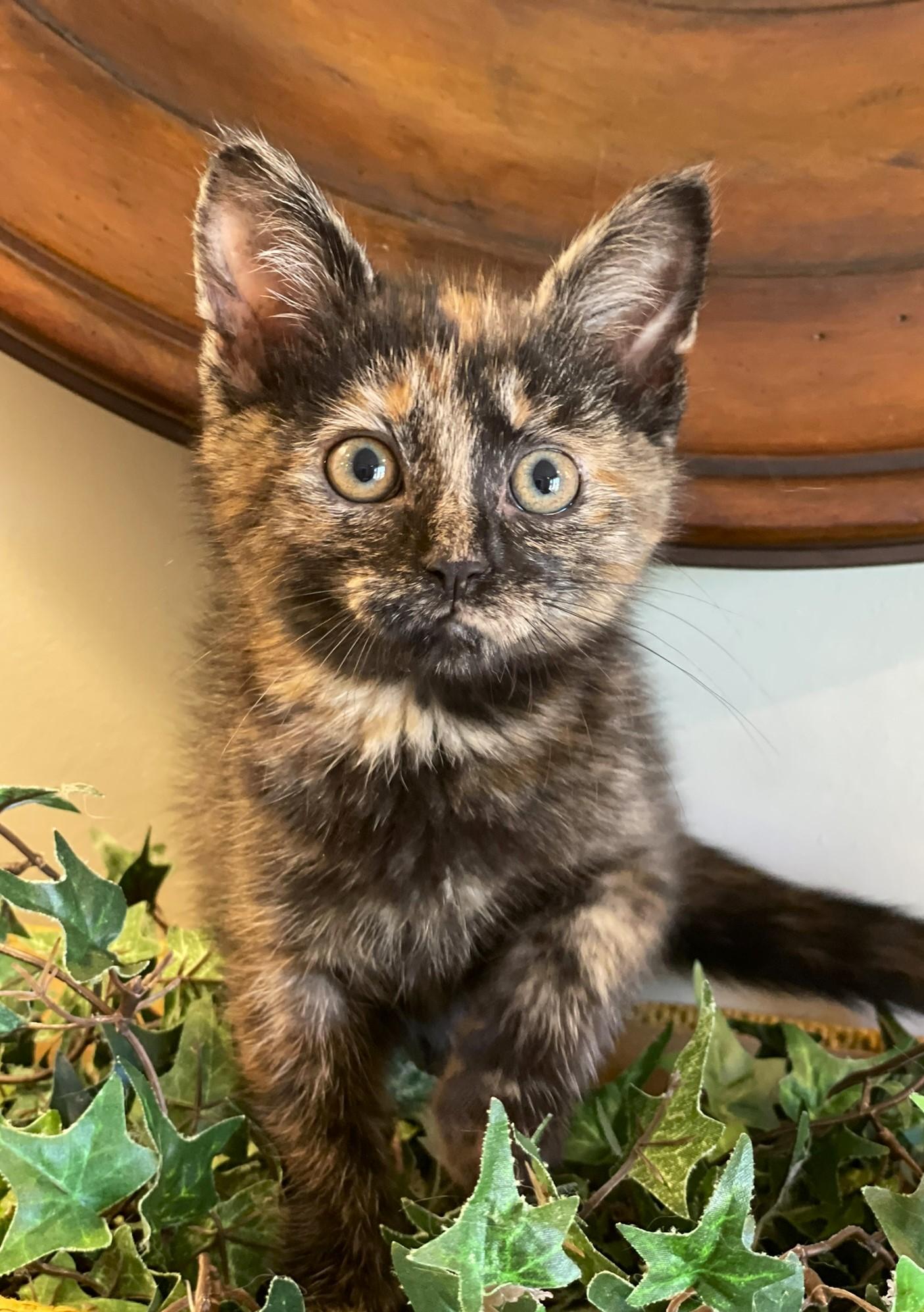 Enlarge Violet, an adopted Tortoiseshell in Taylor, MI image 2/6