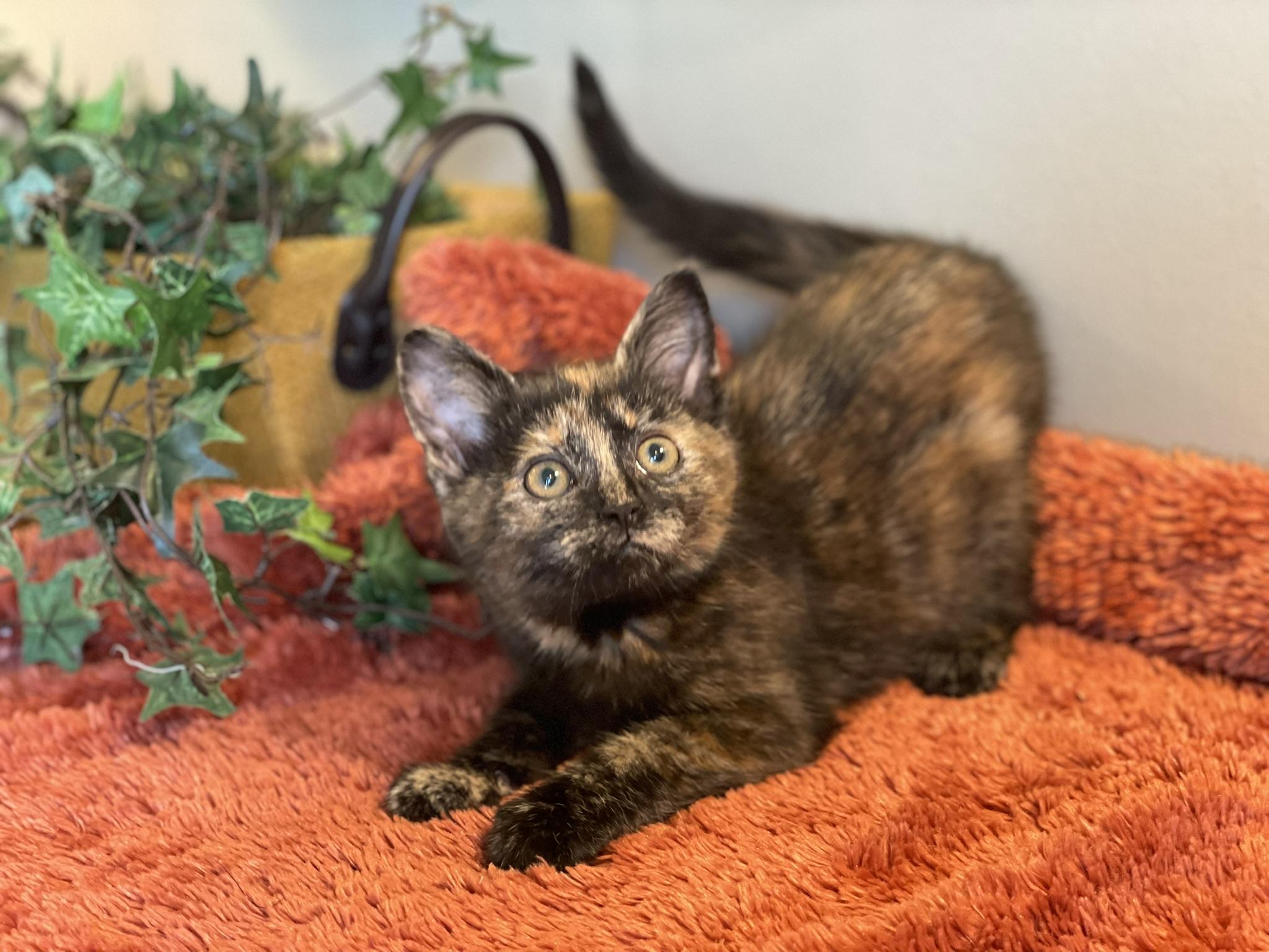 Enlarge Violet, an adopted Tortoiseshell in Taylor, MI image 1/6
