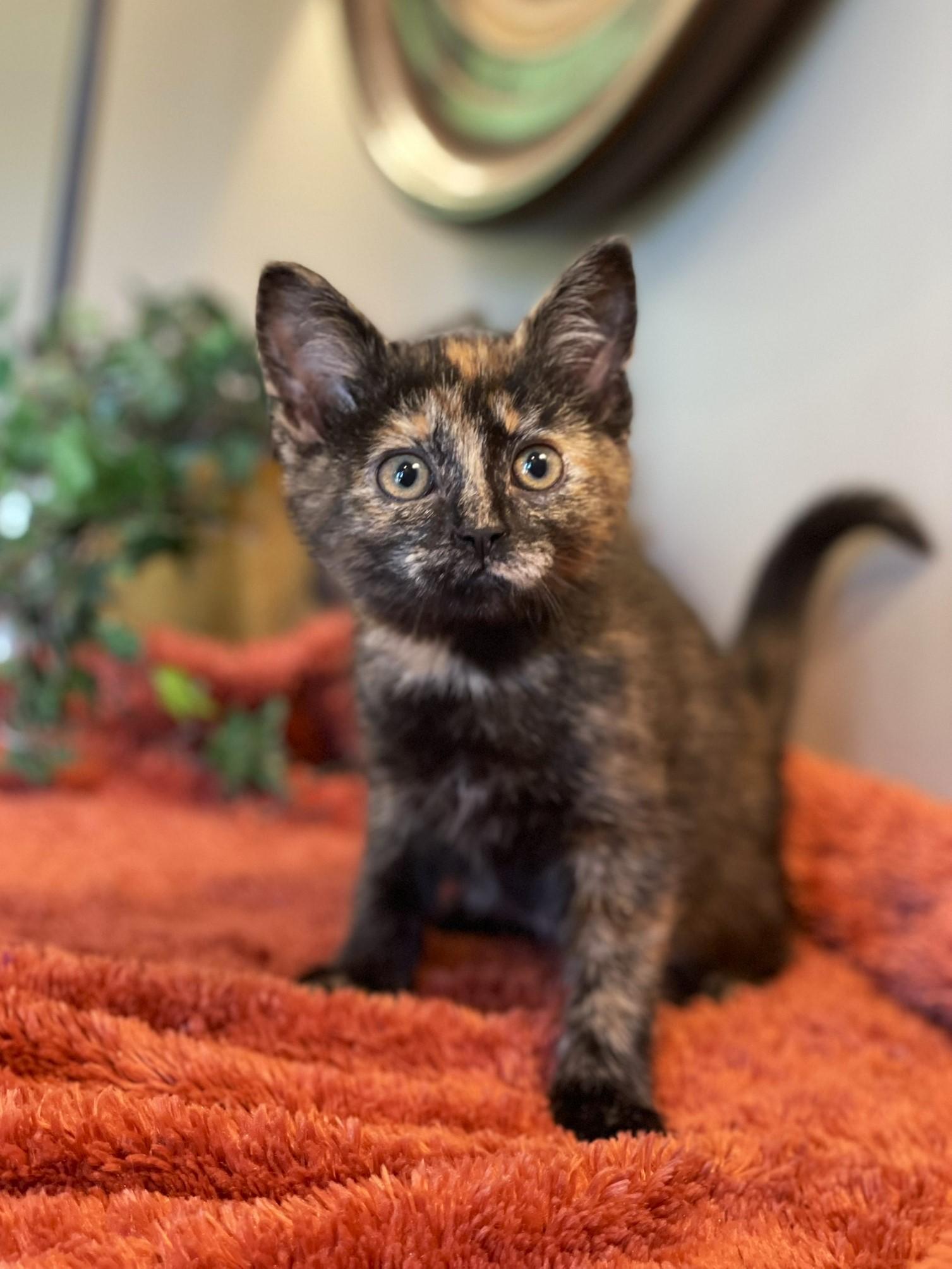 Enlarge Violet, an adopted Tortoiseshell in Taylor, MI image 6/6