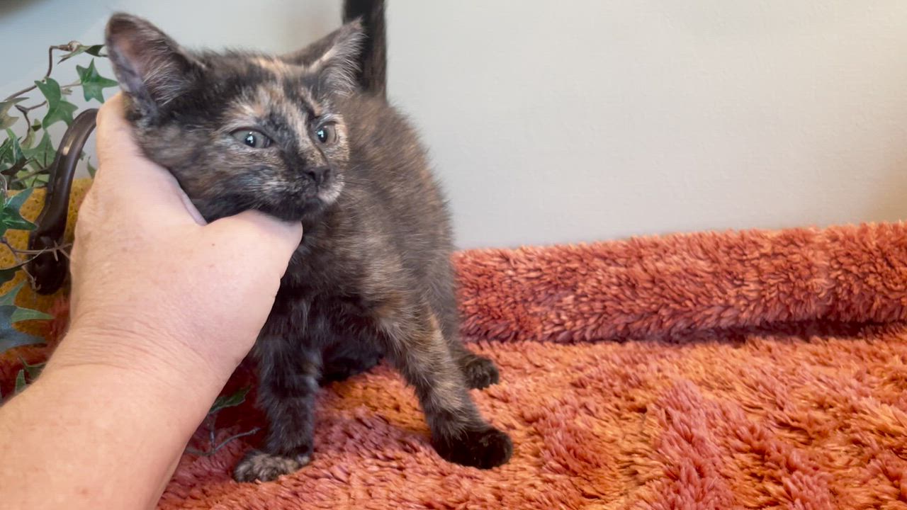 Enlarge Violet, an adopted Tortoiseshell in Taylor, MI video 3/6