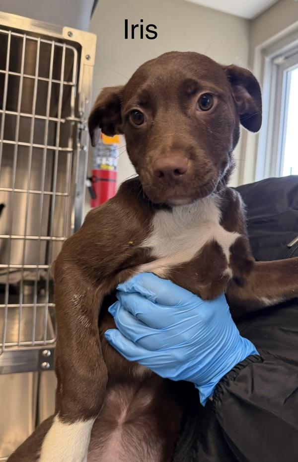 Enlarge Iris, a Adoptable mixed breed in Knoxville, TN image 1/1