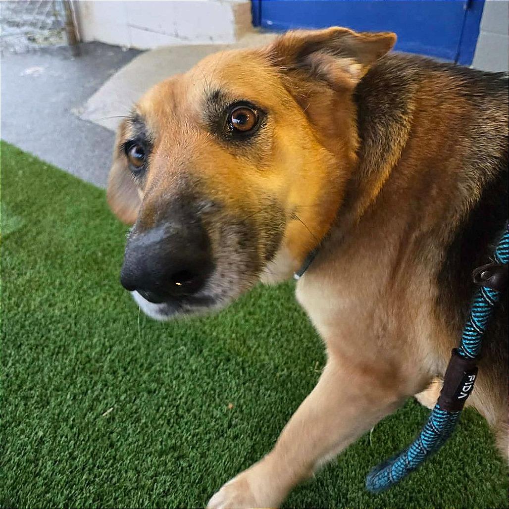 Amelie, a Adoptable mixed breed in Binghamton, NY image 1/6