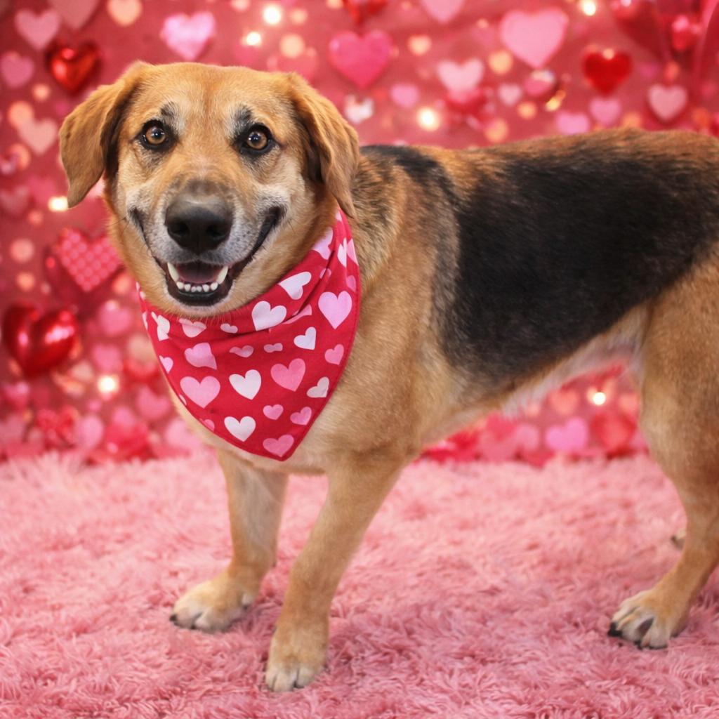 Amelie, Adoptable, Adult Female German Shepherd Dog.