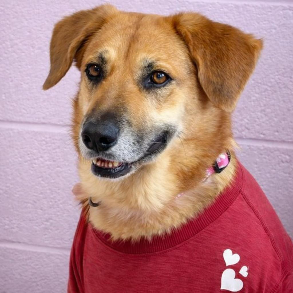Amelie, a Adoptable mixed breed in Binghamton, NY image 3/6