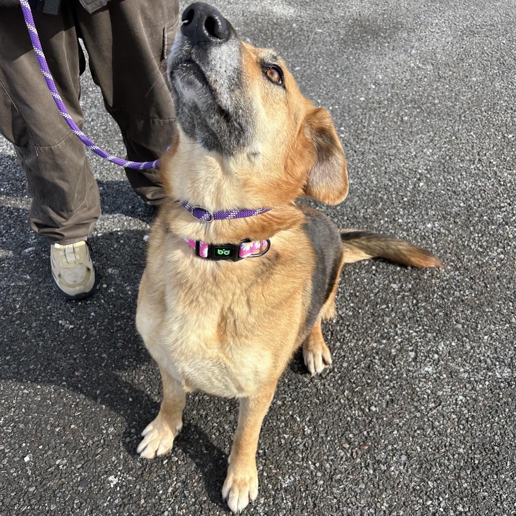 Amelie, a Adoptable mixed breed in Binghamton, NY image 4/6