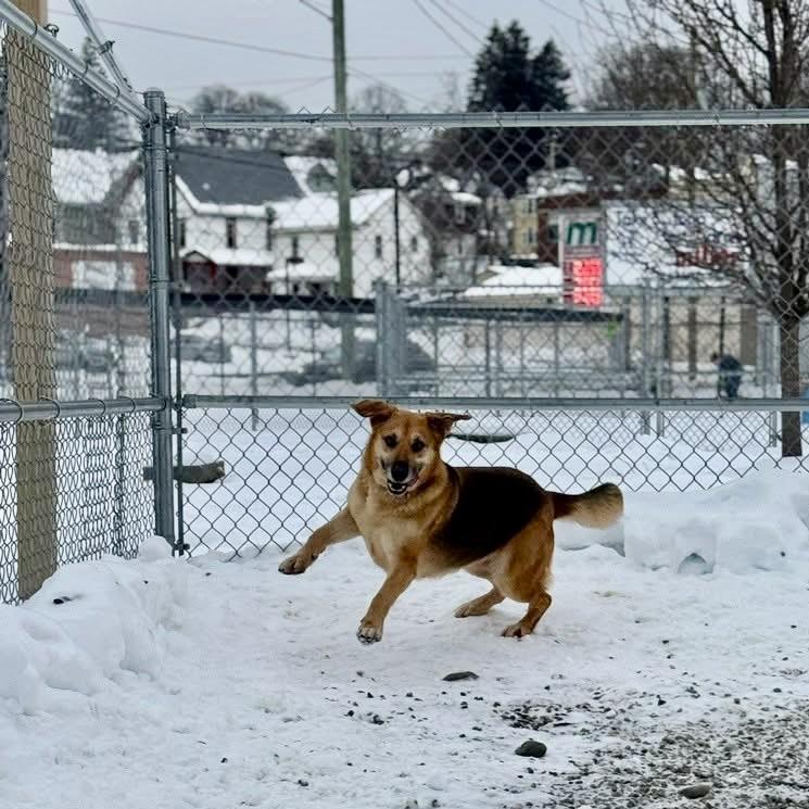 Amelie, a Adoptable mixed breed in Binghamton, NY image 5/6