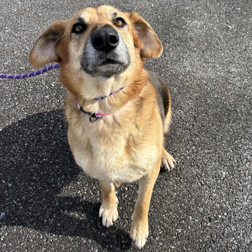 Amelie, a Adoptable mixed breed in Binghamton, NY image 6/6
