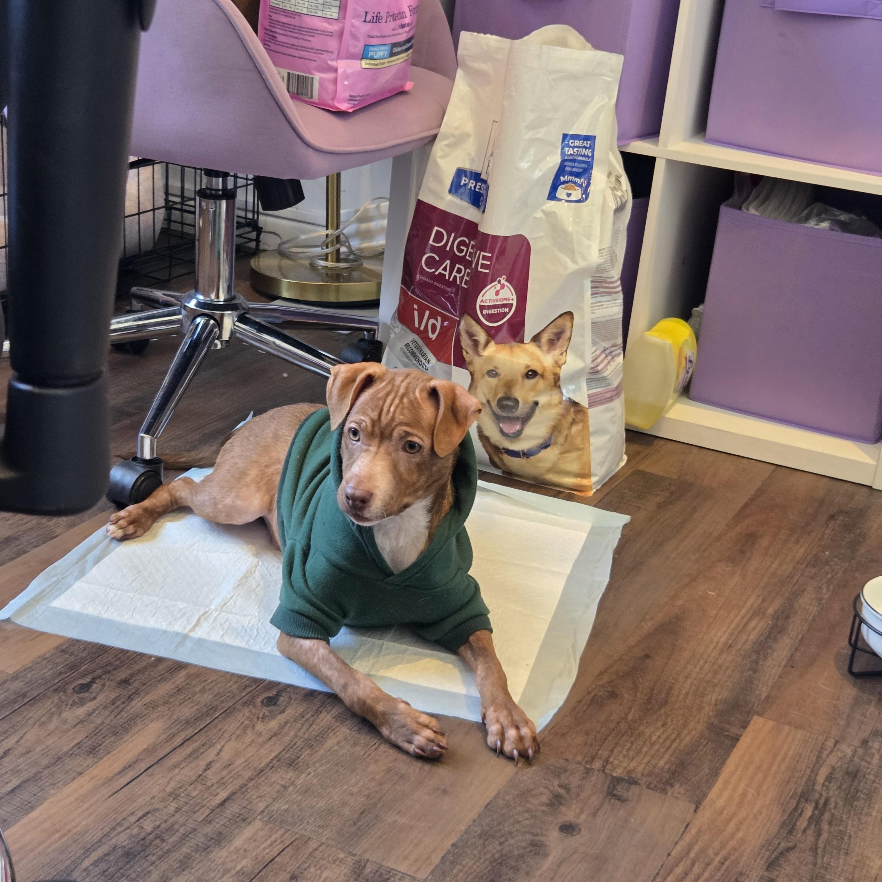 Enlarge Bridger, a Adoptable mixed breed in West Hollywood, CA image 5/6