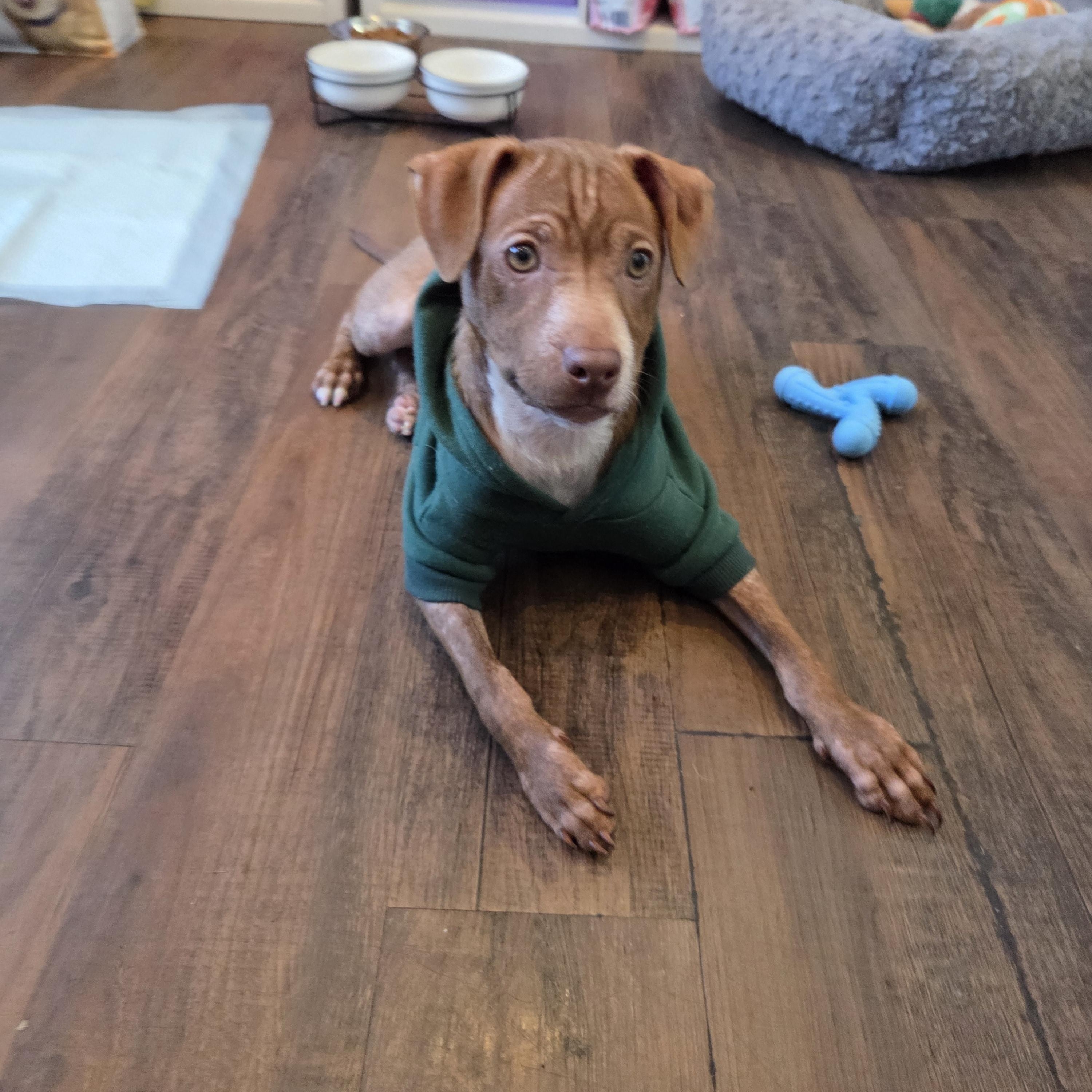 Enlarge Bridger, a Adoptable mixed breed in West Hollywood, CA image 1/6
