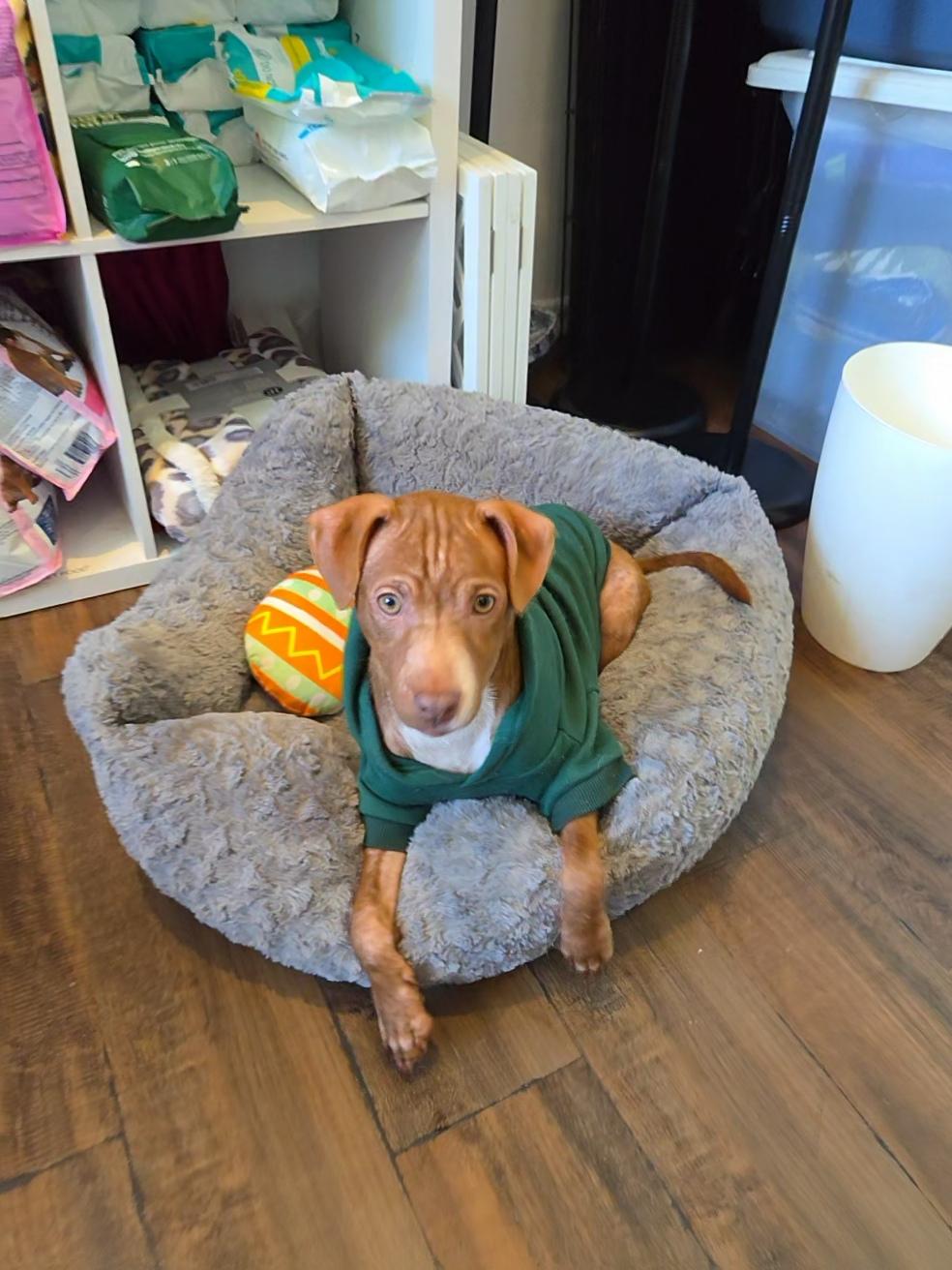 Enlarge Bridger, a Adoptable mixed breed in West Hollywood, CA image 4/6