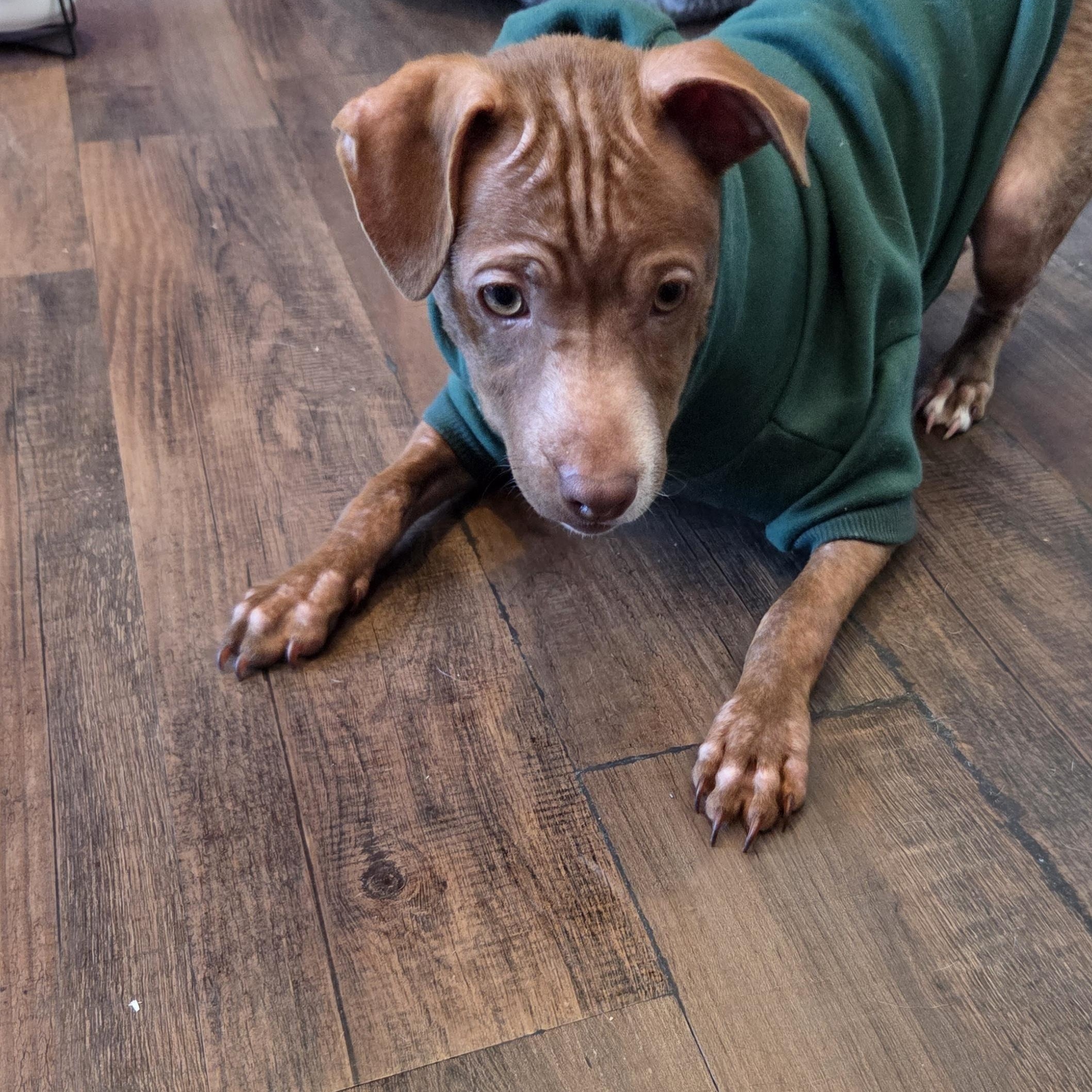 Enlarge Bridger, a Adoptable mixed breed in West Hollywood, CA image 3/6