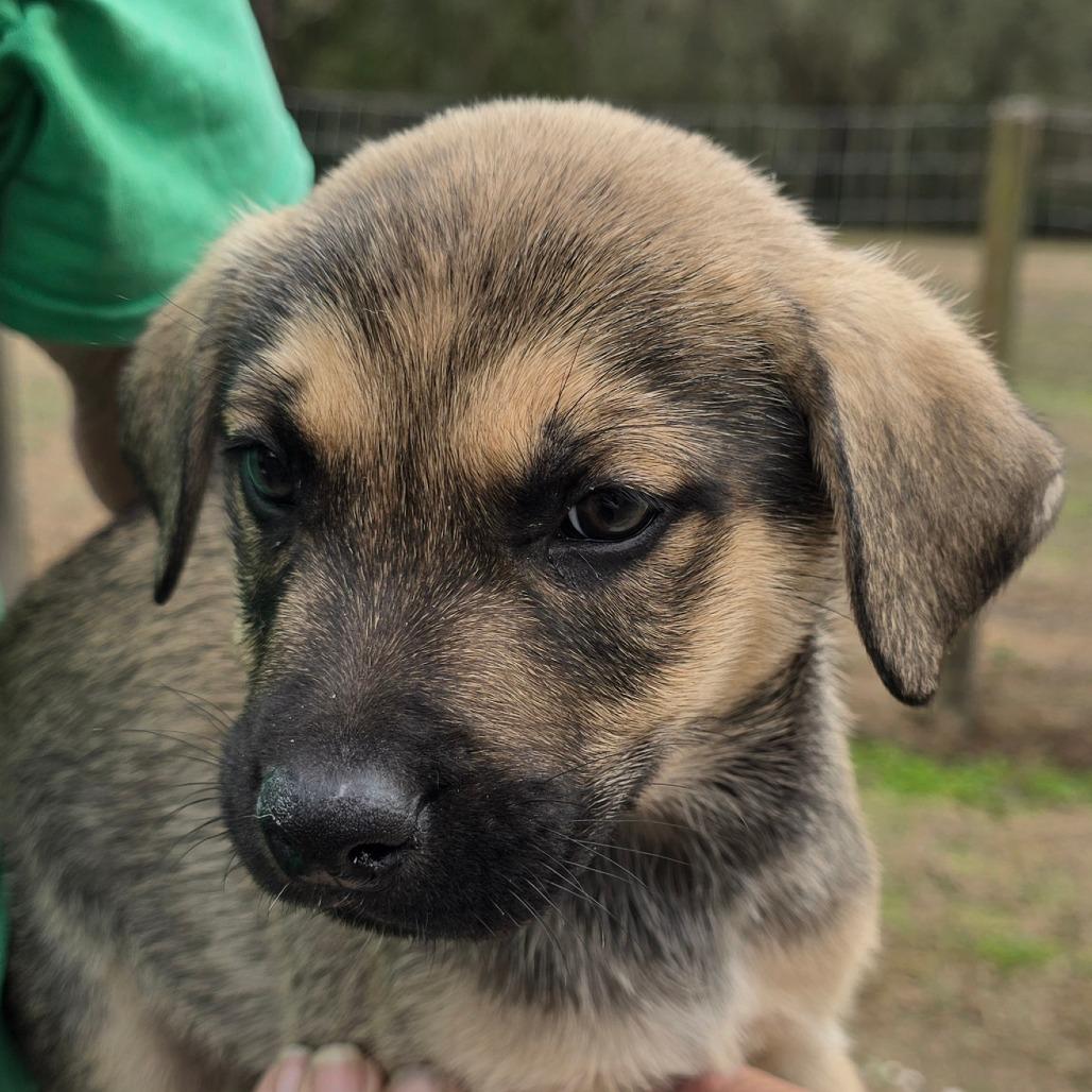 Enlarge Seth, a Adoptable mixed breed in Williston, FL image 1/1