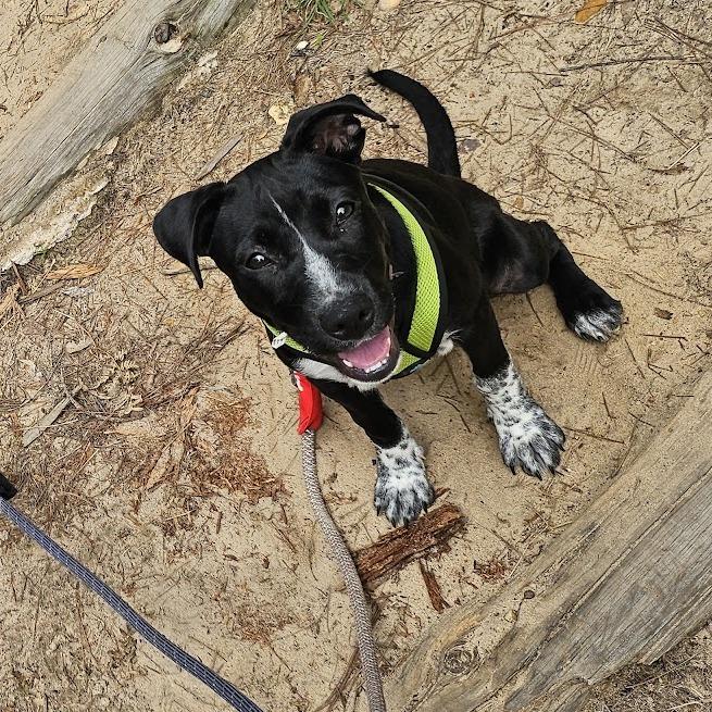 Shark 26-05-025, Adoptable, Puppy Female Australian Cattle Dog / Blue Heeler & Labrador Retriever.