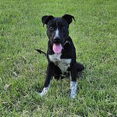 Enlarge Shark 26-05-025, a Adoptable mixed breed in Bastrop, TX image 2/4