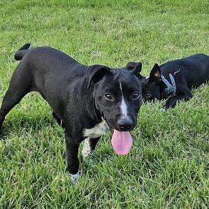Enlarge Shark 26-05-025, a Adoptable mixed breed in Bastrop, TX image 3/4