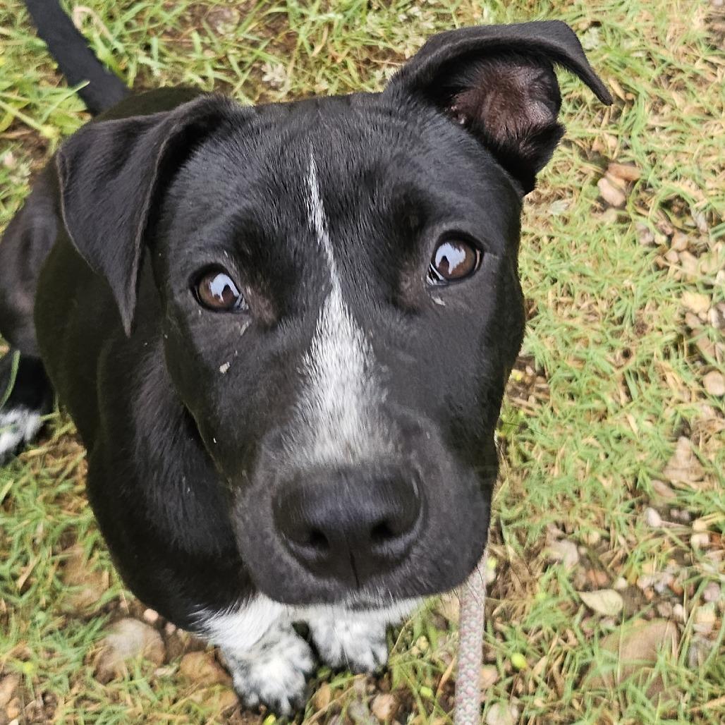 Enlarge Shark 26-05-025, a Adoptable mixed breed in Bastrop, TX image 5/5