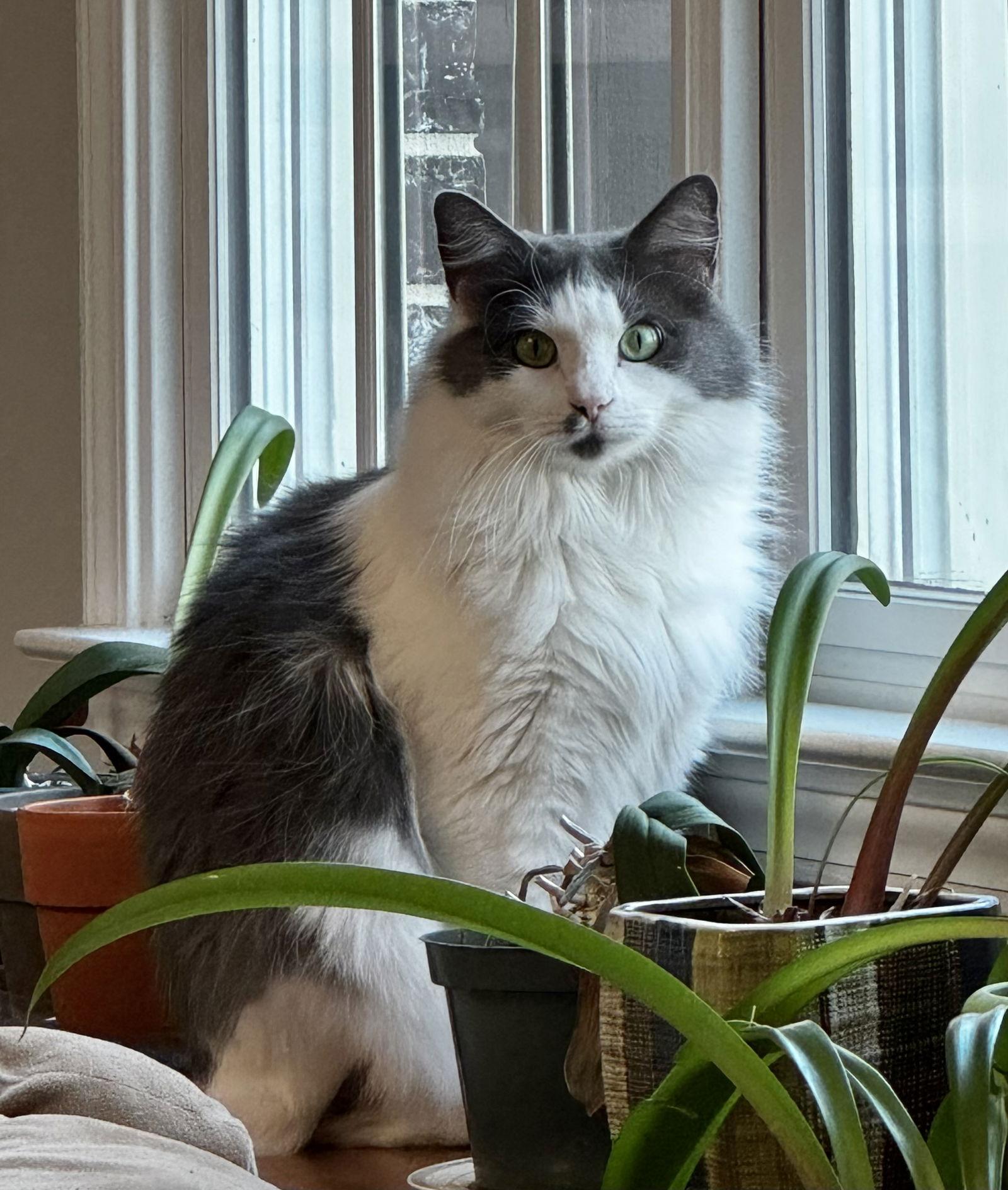 MISTY - A BEAUTY - MESMERIZING GIRL, Adoptable, Adult Female Norwegian Forest Cat & Domestic Long Hair.