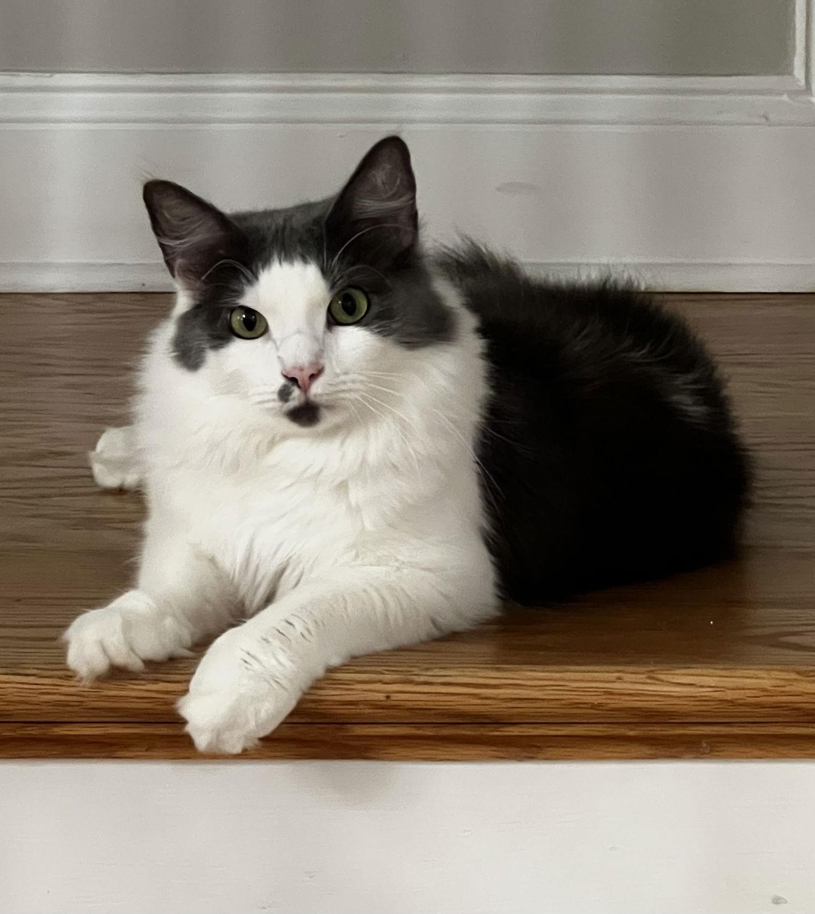 Enlarge MISTY - A BEAUTY - MESMERIZING GIRL, a Adoptable mixed breed in Atlanta, GA image 2/3