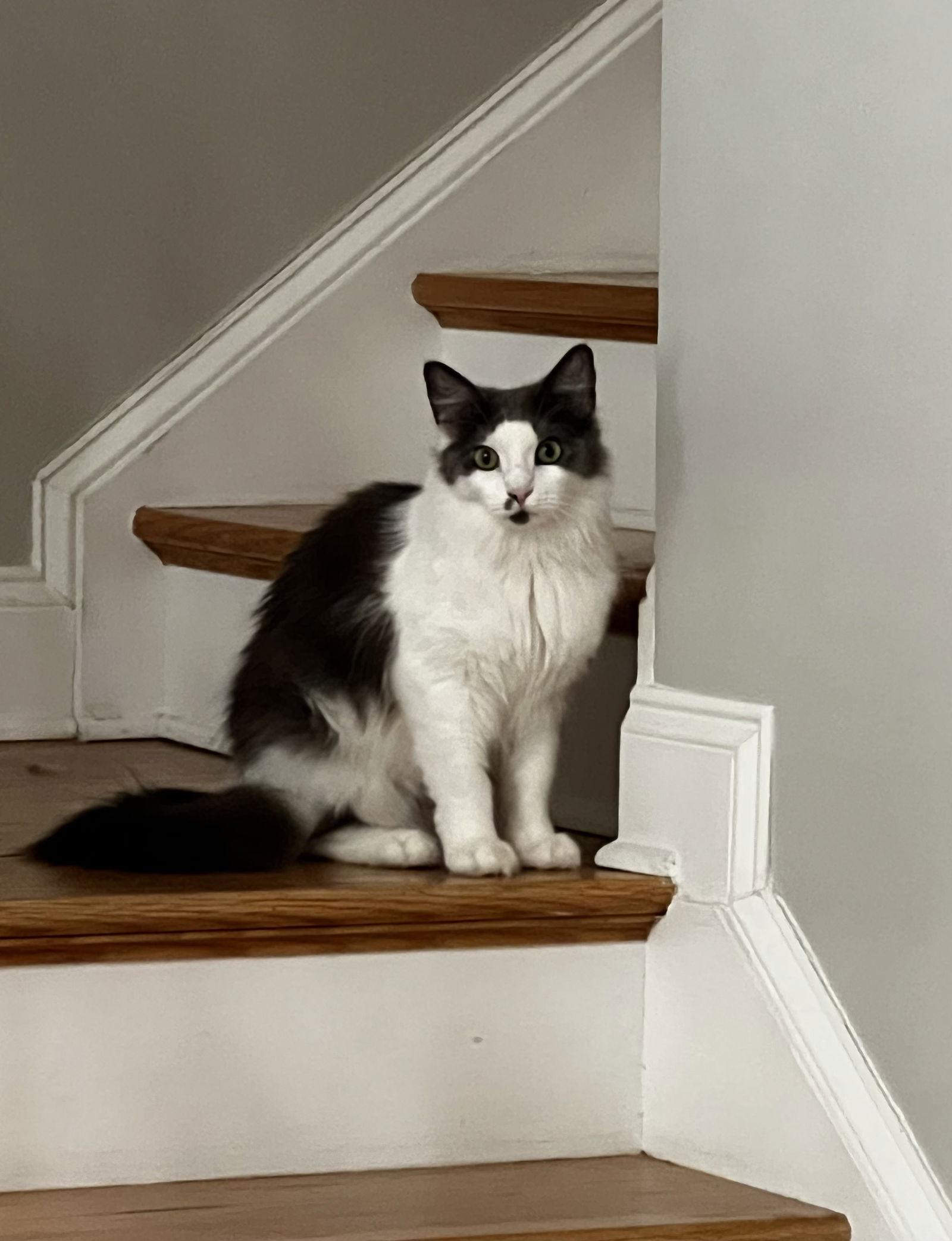 Enlarge MISTY - A BEAUTY - MESMERIZING GIRL, a Adoptable mixed breed in Atlanta, GA image 3/3