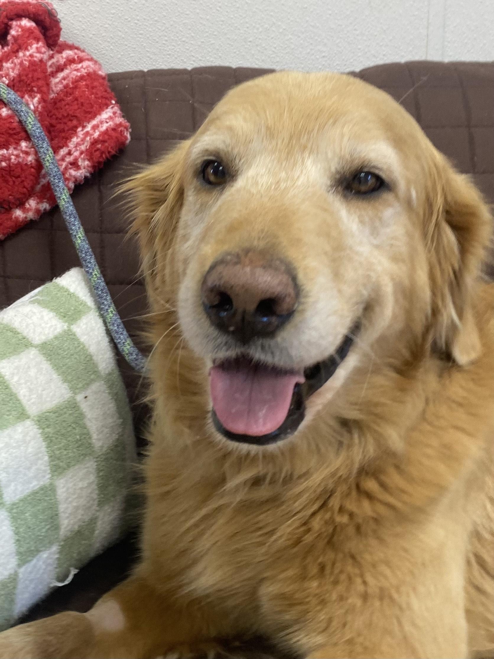Murphy, adopted, Young Male Golden Retriever.
