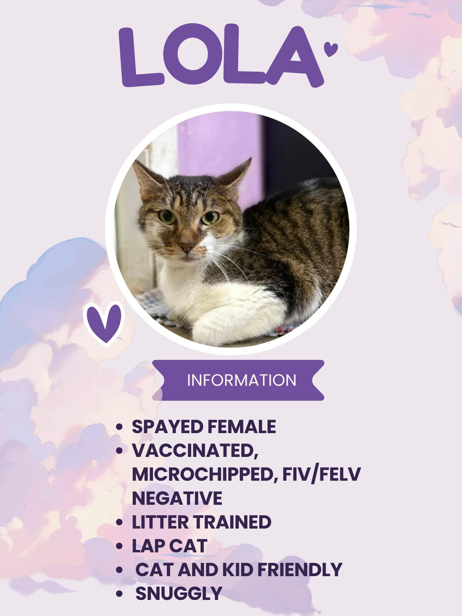 Lola, adopted, Adult Female Domestic Short Hair.