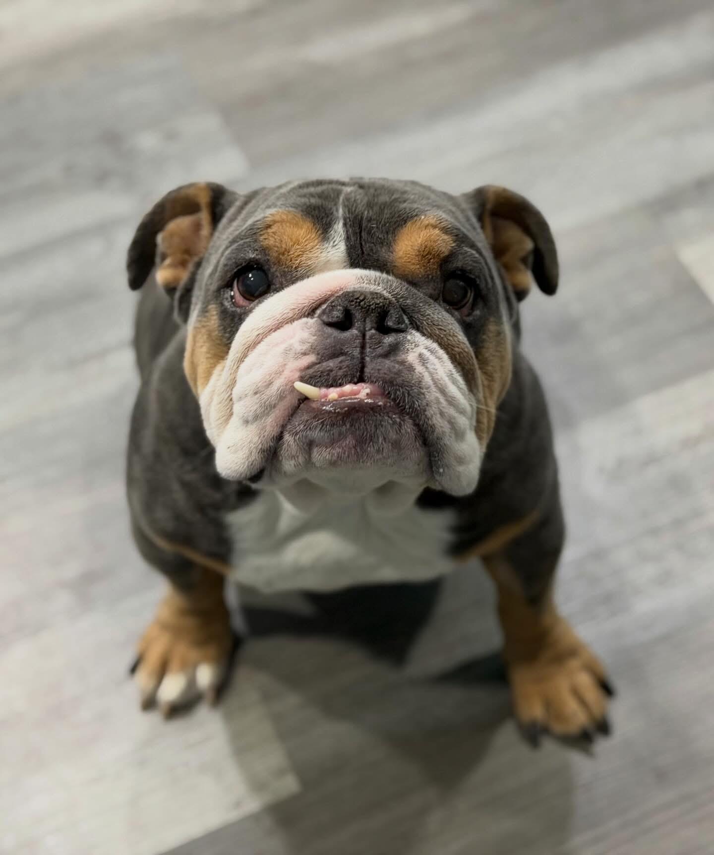 Winter, ADOPTABLE, Young Female English Bulldog.