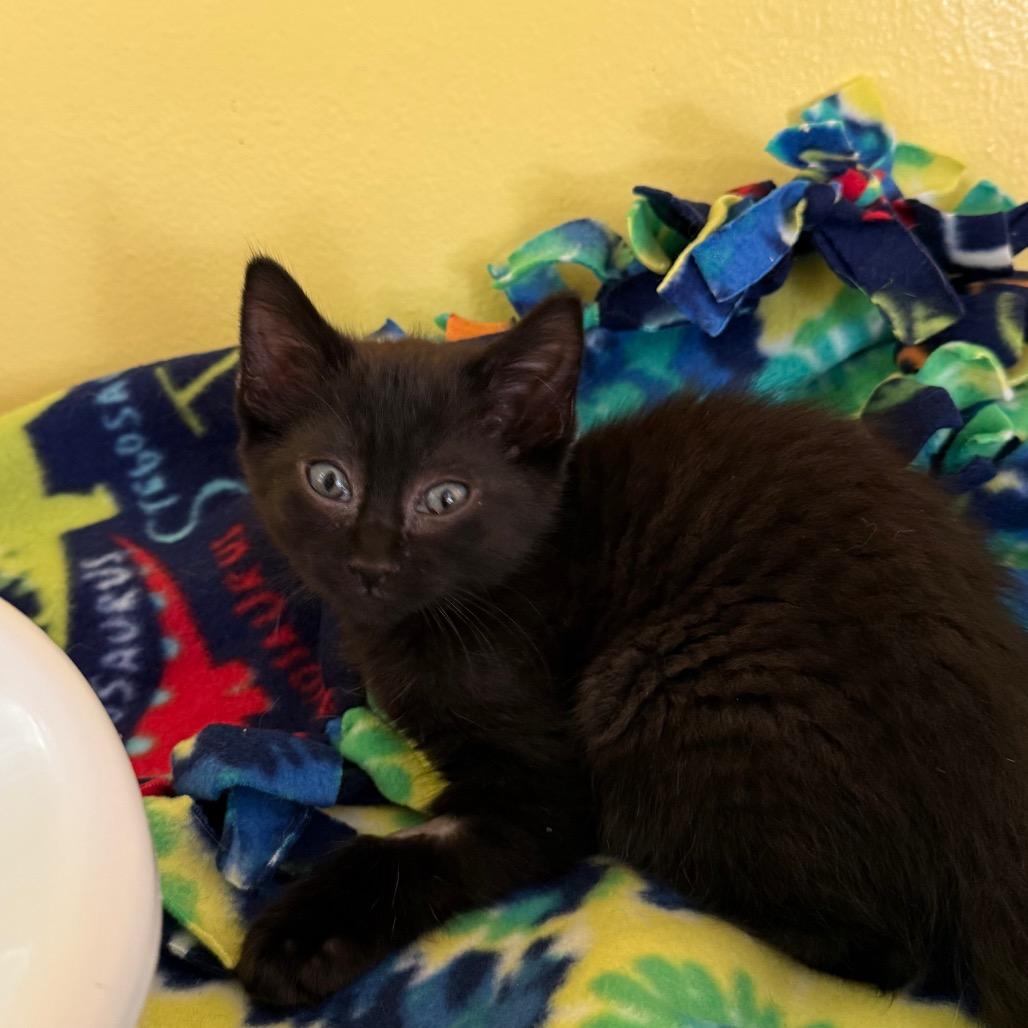 Enlarge Lucky Charms, an adoptable Domestic Short Hair in Fenton, MI image 1/1