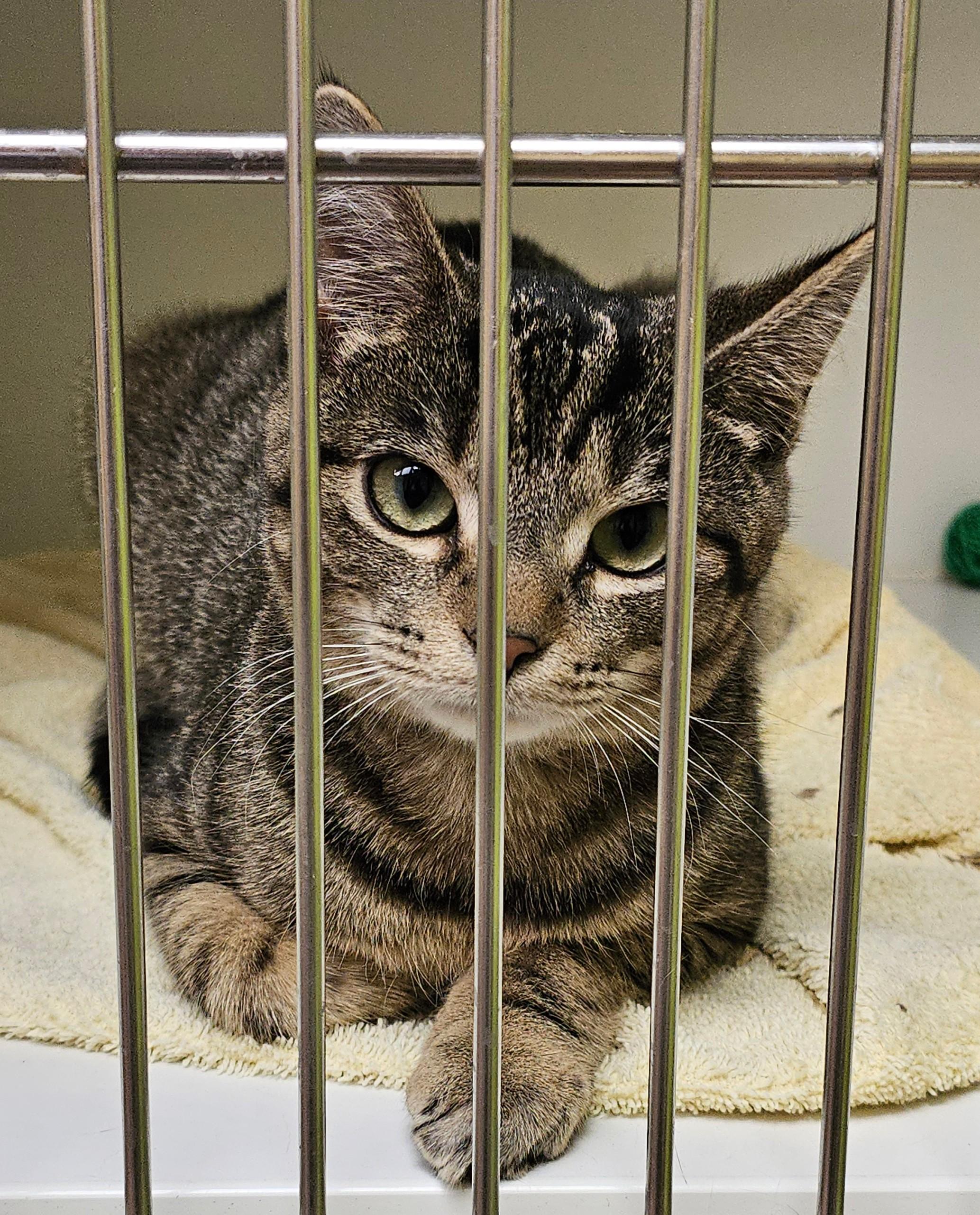 Enlarge Second Hand News , an adopted Domestic Short Hair in Norwalk, CT image 4/4