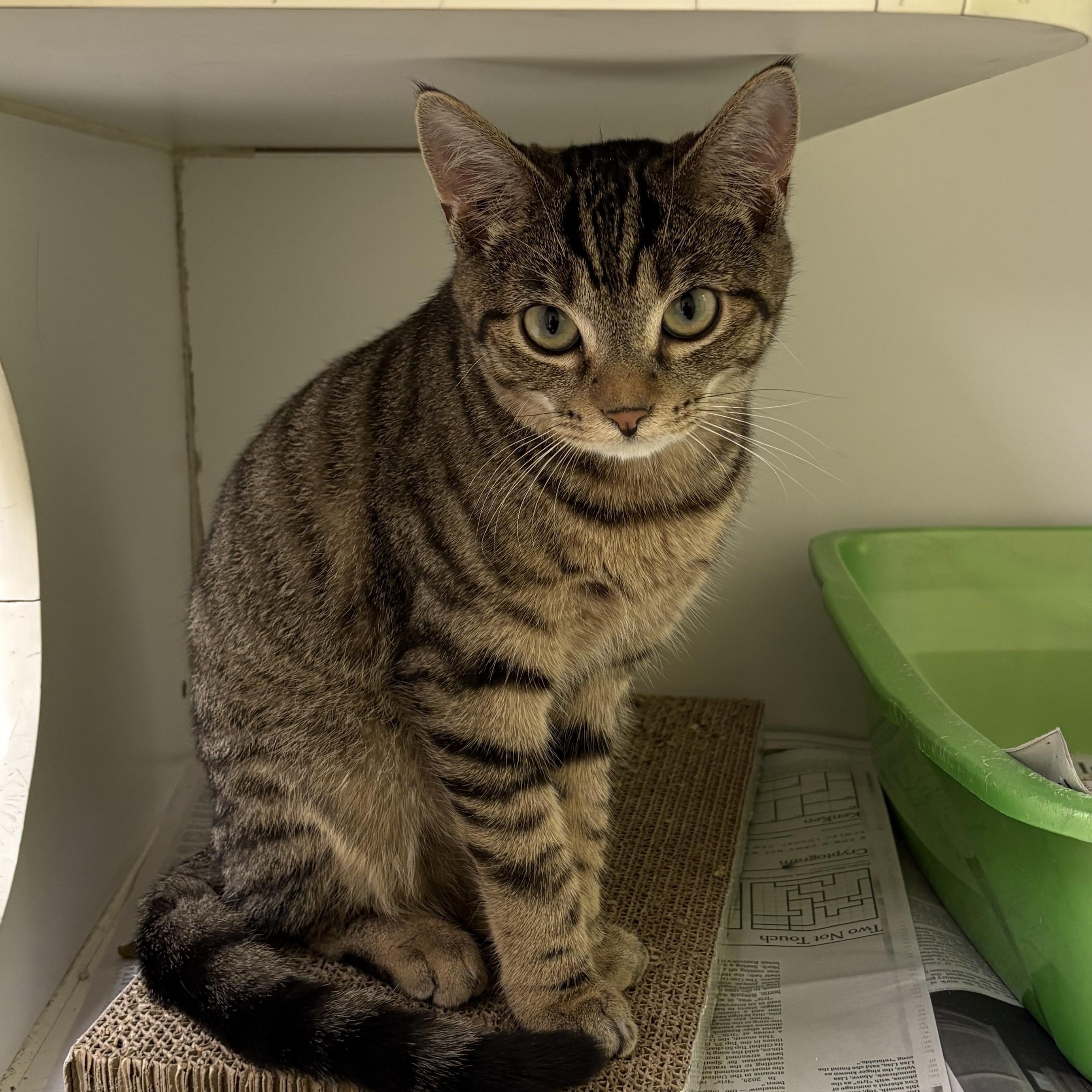 Enlarge Second Hand News , an adopted Domestic Short Hair in Norwalk, CT image 3/4