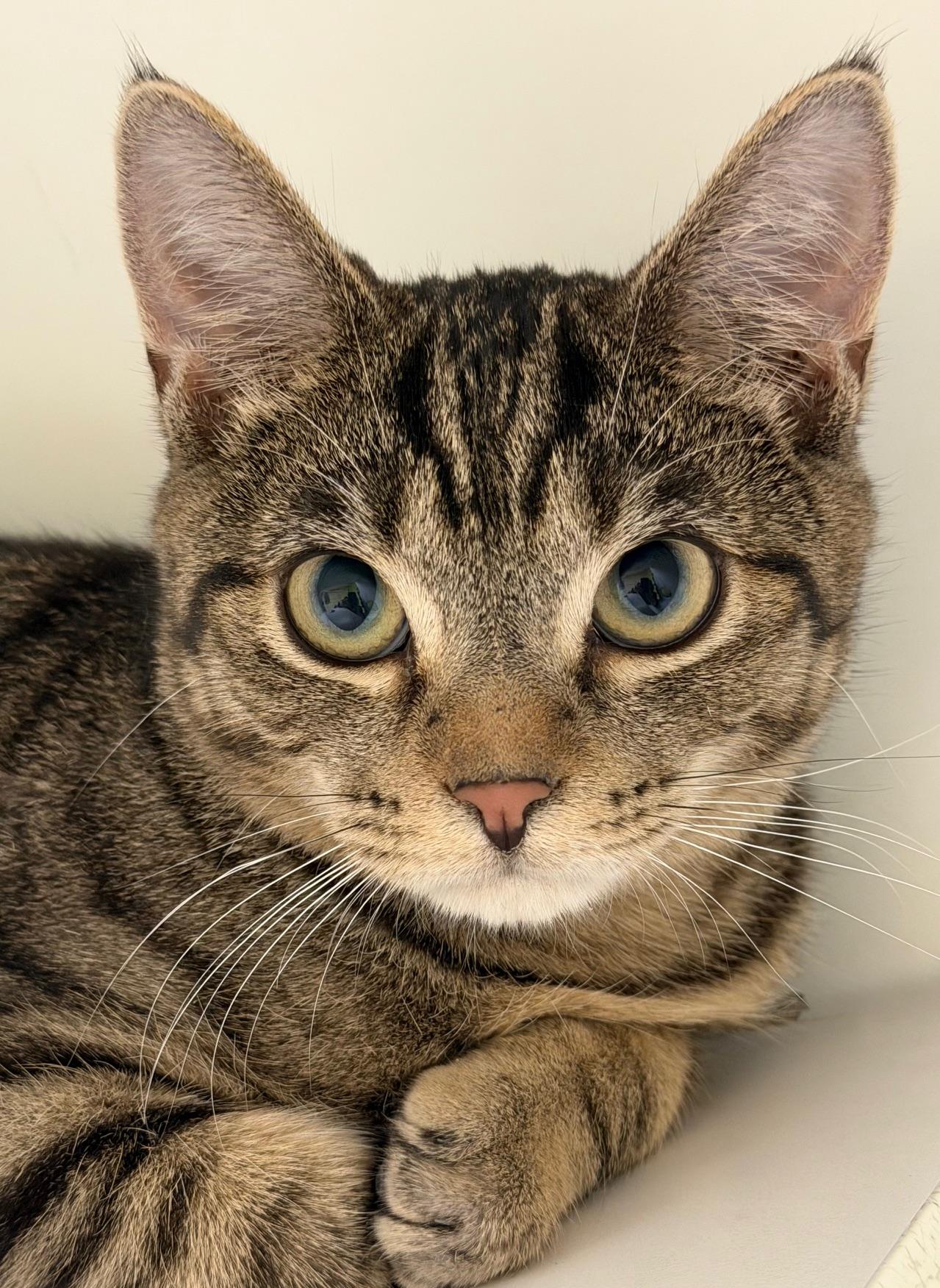 Second Hand News , adopted, Kitten Male Domestic Short Hair.