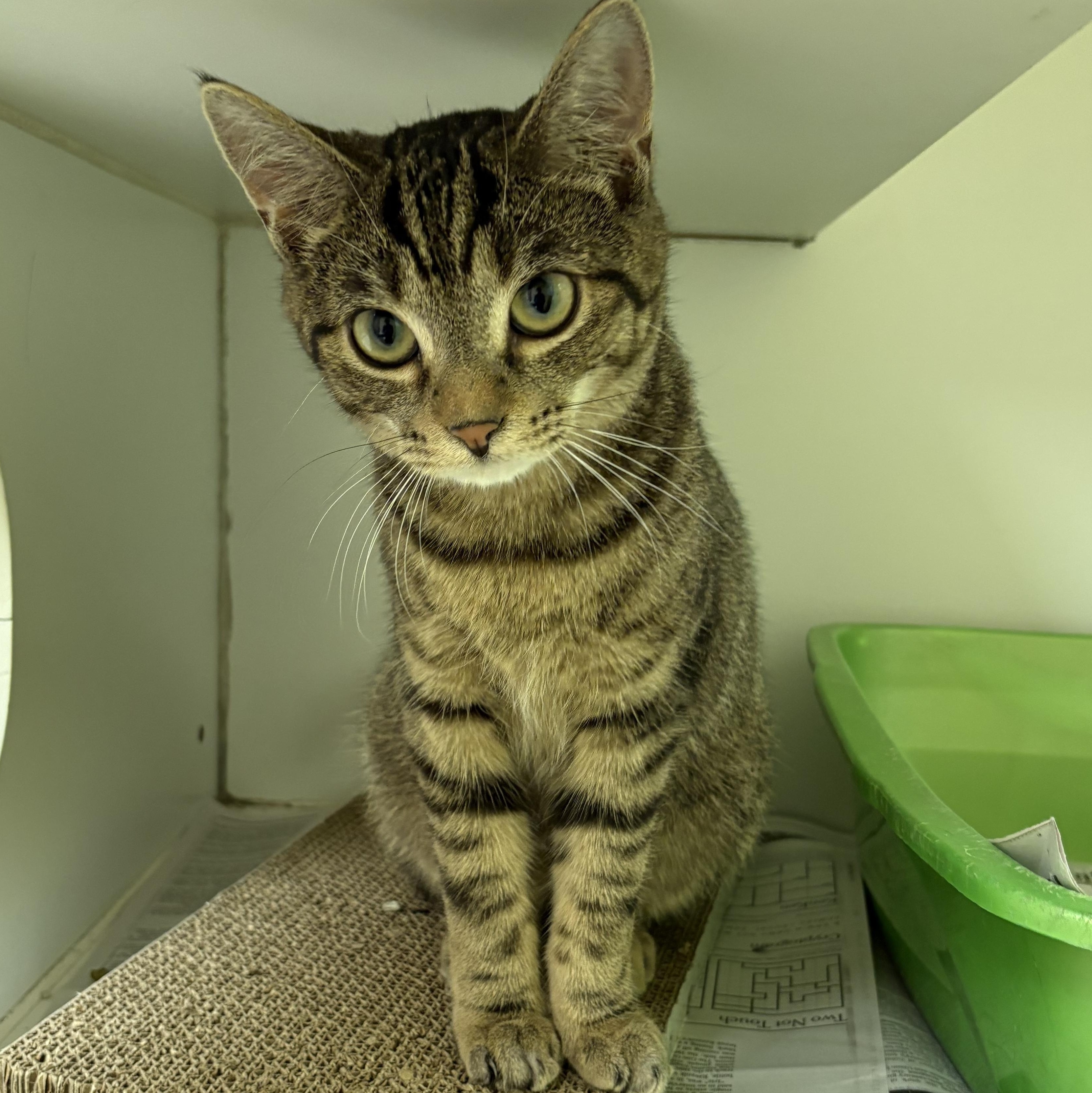 Enlarge Second Hand News , an adopted Domestic Short Hair in Norwalk, CT image 2/4