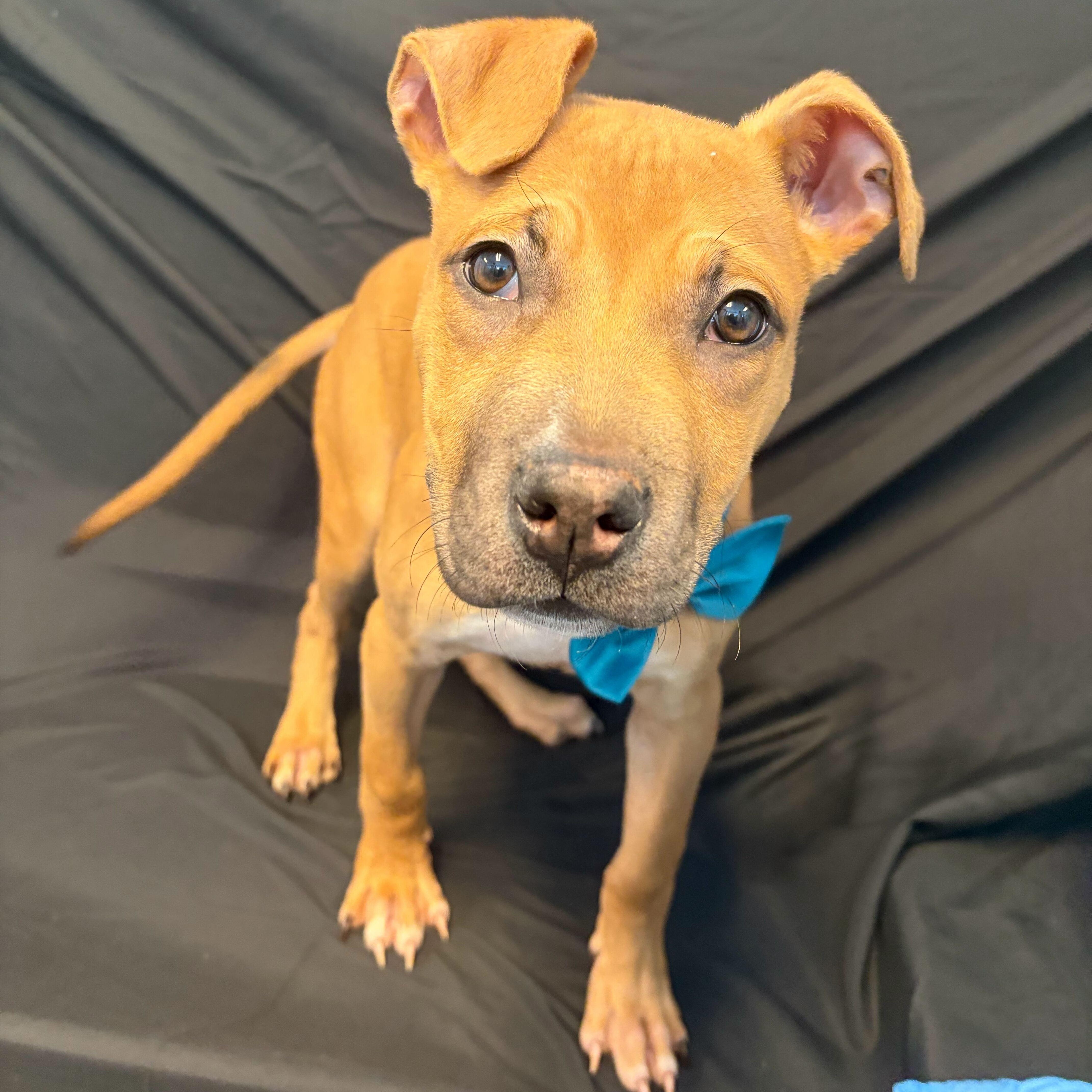 Alaska, ADOPTABLE, Puppy Male Mixed Breed.