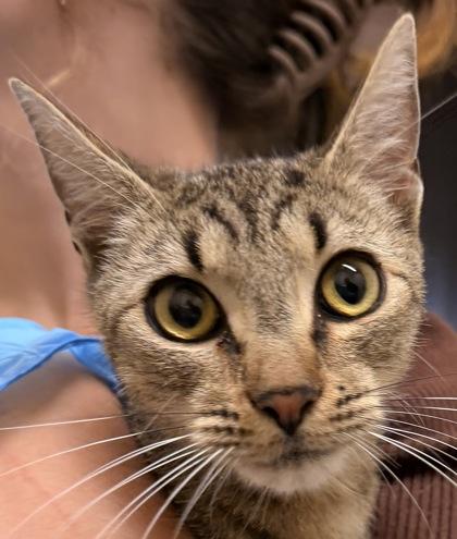 Sky, Adoptable, Young Female Domestic Short Hair.