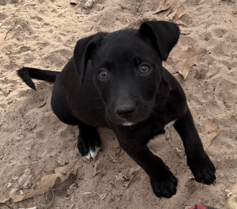 Enlarge Blackie, a Adoptable mixed breed in Seguin, TX image 1/2