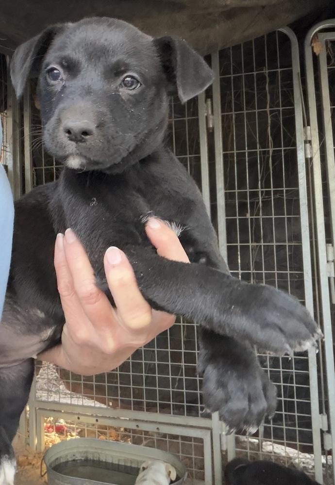 Enlarge Blackie, a Adoptable mixed breed in Seguin, TX image 2/2