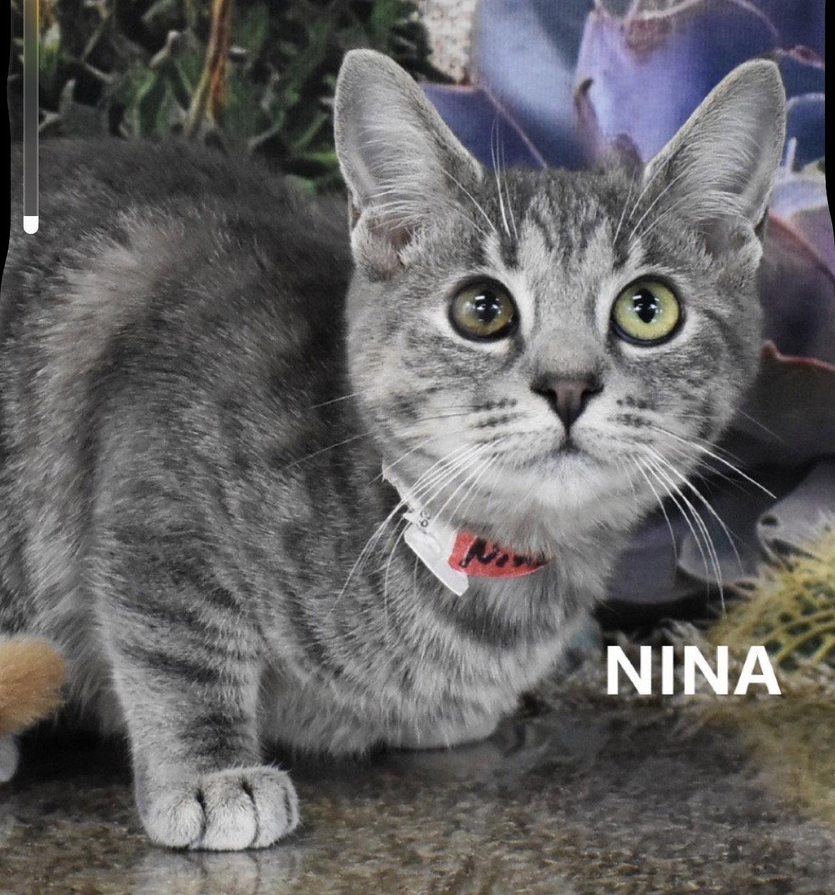 Enlarge Nina, a Adopted Domestic Short Hair in Scottsdale, AZ image 1/2