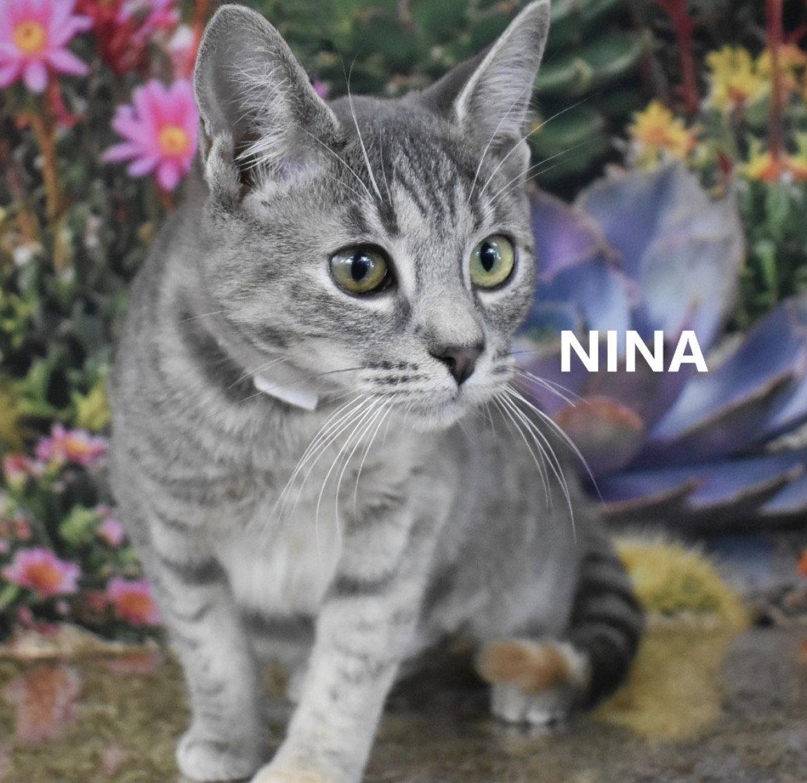Enlarge Nina, a Adopted Domestic Short Hair in Scottsdale, AZ image 2/2