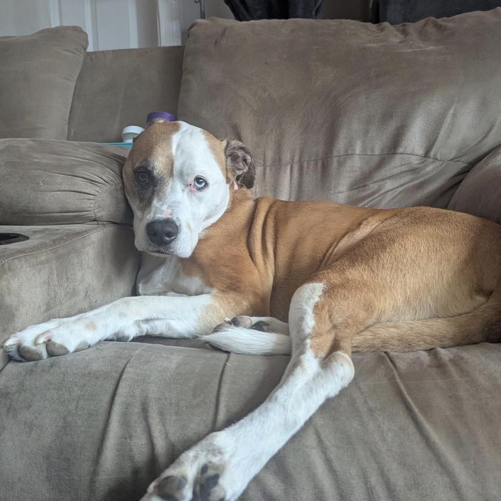 Levi, Adoptable, Senior Male Pit Bull Terrier.