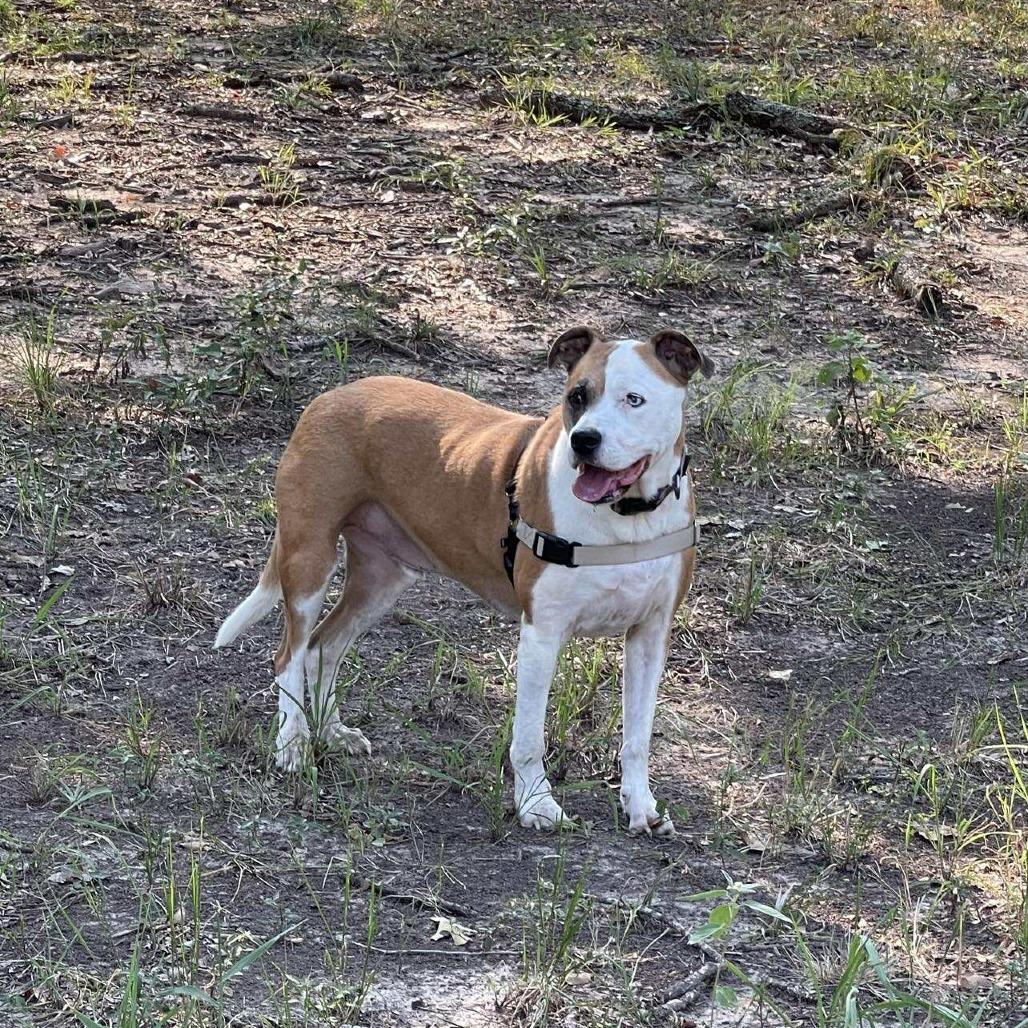 Levi, Adoptable, Senior Male Pit Bull Terrier.