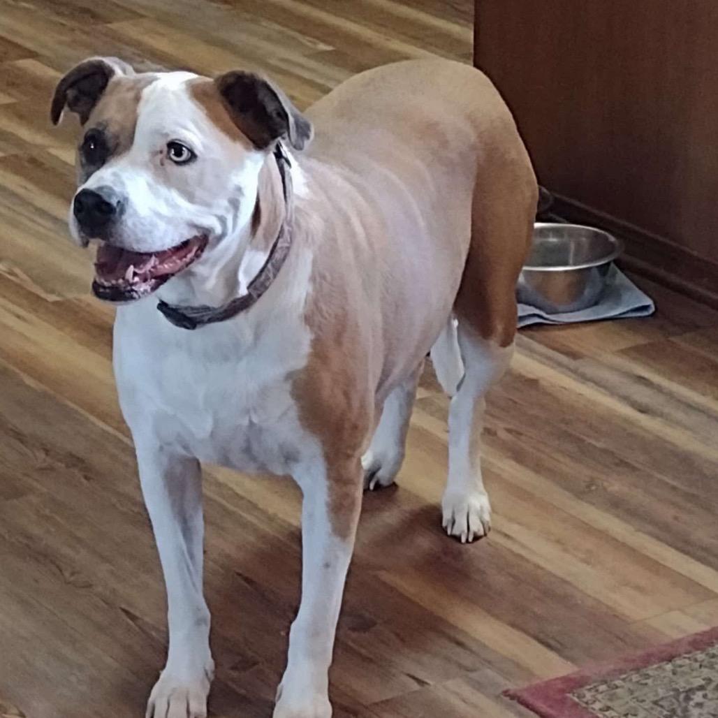 Enlarge Levi, a Adoptable Pit Bull Terrier in Wadena, MN image 1/6