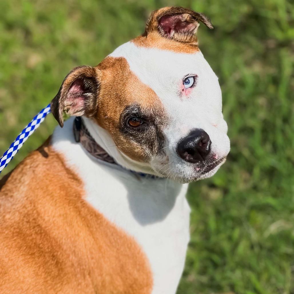 Enlarge Levi, a Adoptable Pit Bull Terrier in Wadena, MN image 2/6