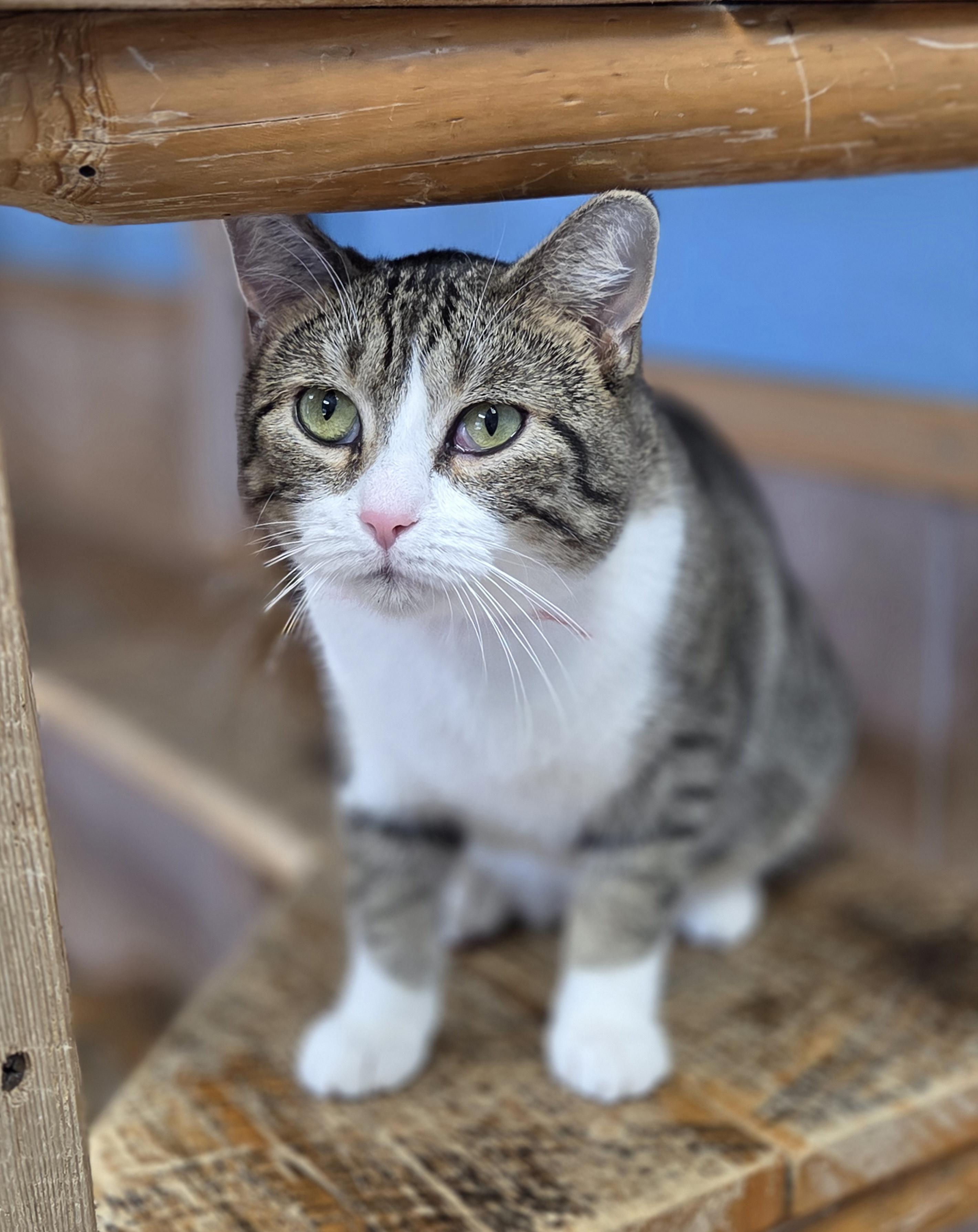 Graphite, Adoptable, Adult Female Domestic Short Hair.