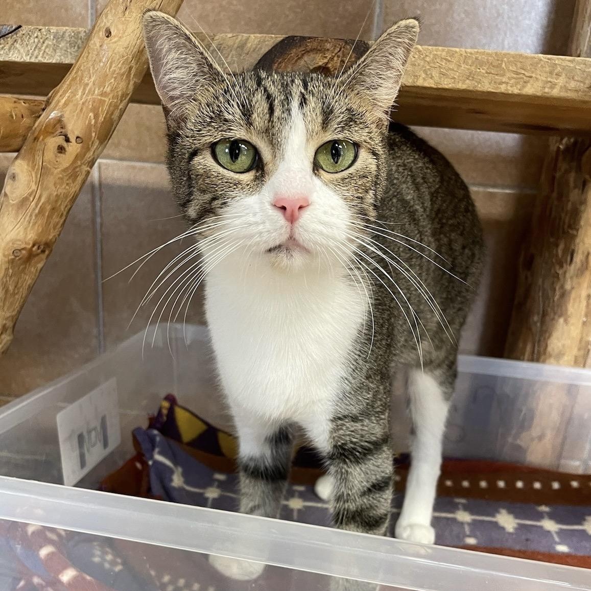 Graphite, Adoptable, Adult Female Domestic Short Hair.