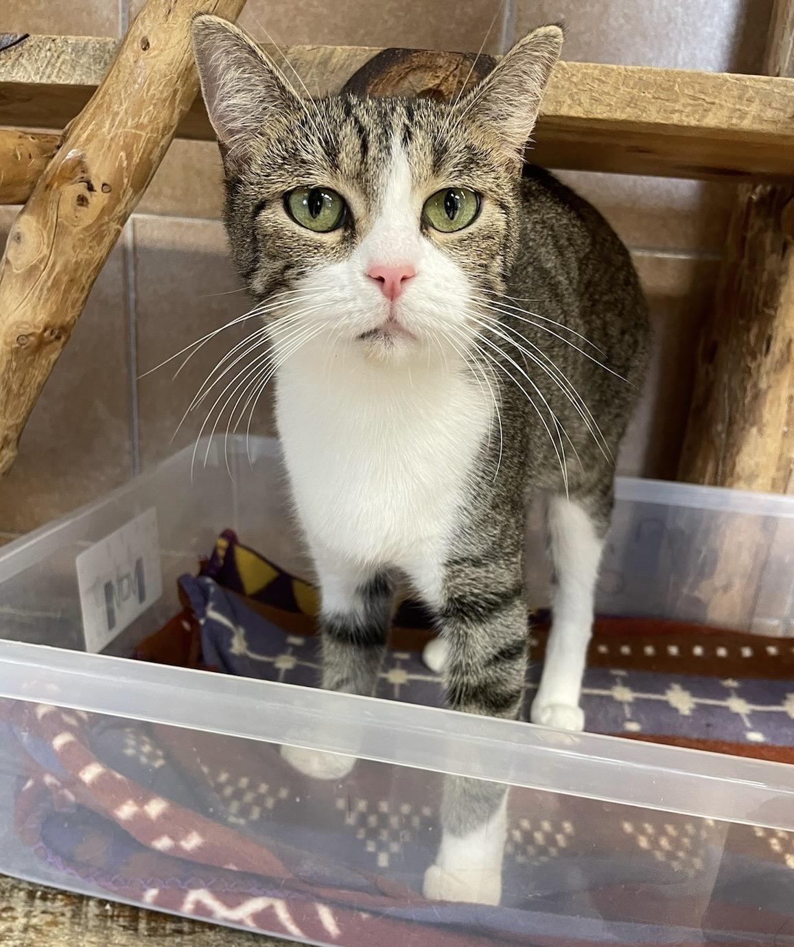 Graphite, an adoptable Domestic Short Hair in Park Rapids, MN, 56470 | Photo Image 1