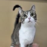 Graphite, Adoptable, Adult Female Domestic Short Hair.