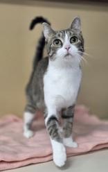 Graphite, an adoptable Domestic Short Hair in Park Rapids, MN, 56470 | Photo Image 2