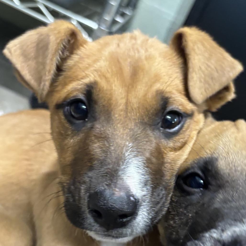 Enlarge Fuller, a Adoptable mixed breed in Eureka Springs, AR image 1/1