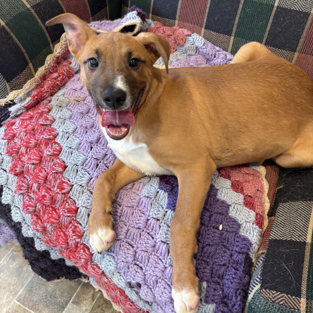 Enlarge Fuller, a Adoptable mixed breed in Eureka Springs, AR image 2/2