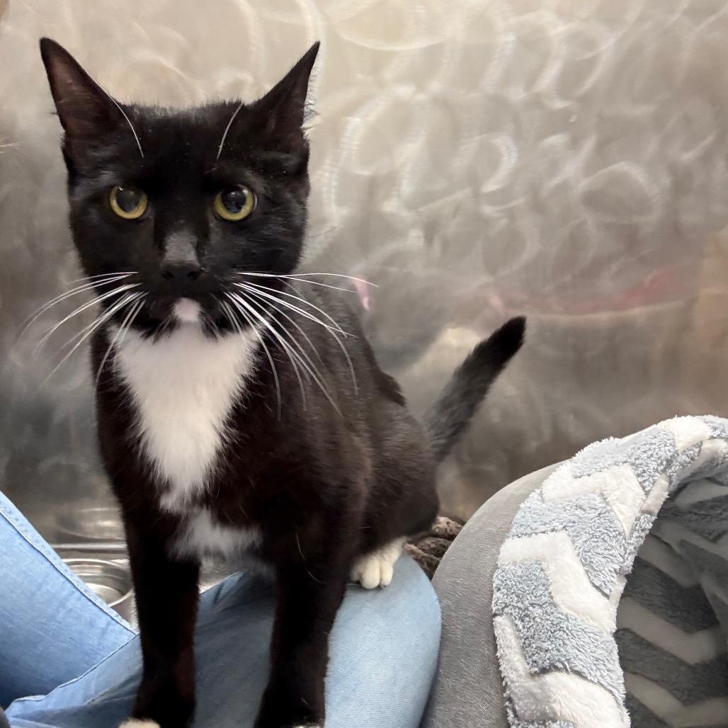 Pike, Adoptable, Adult Female Domestic Short Hair.