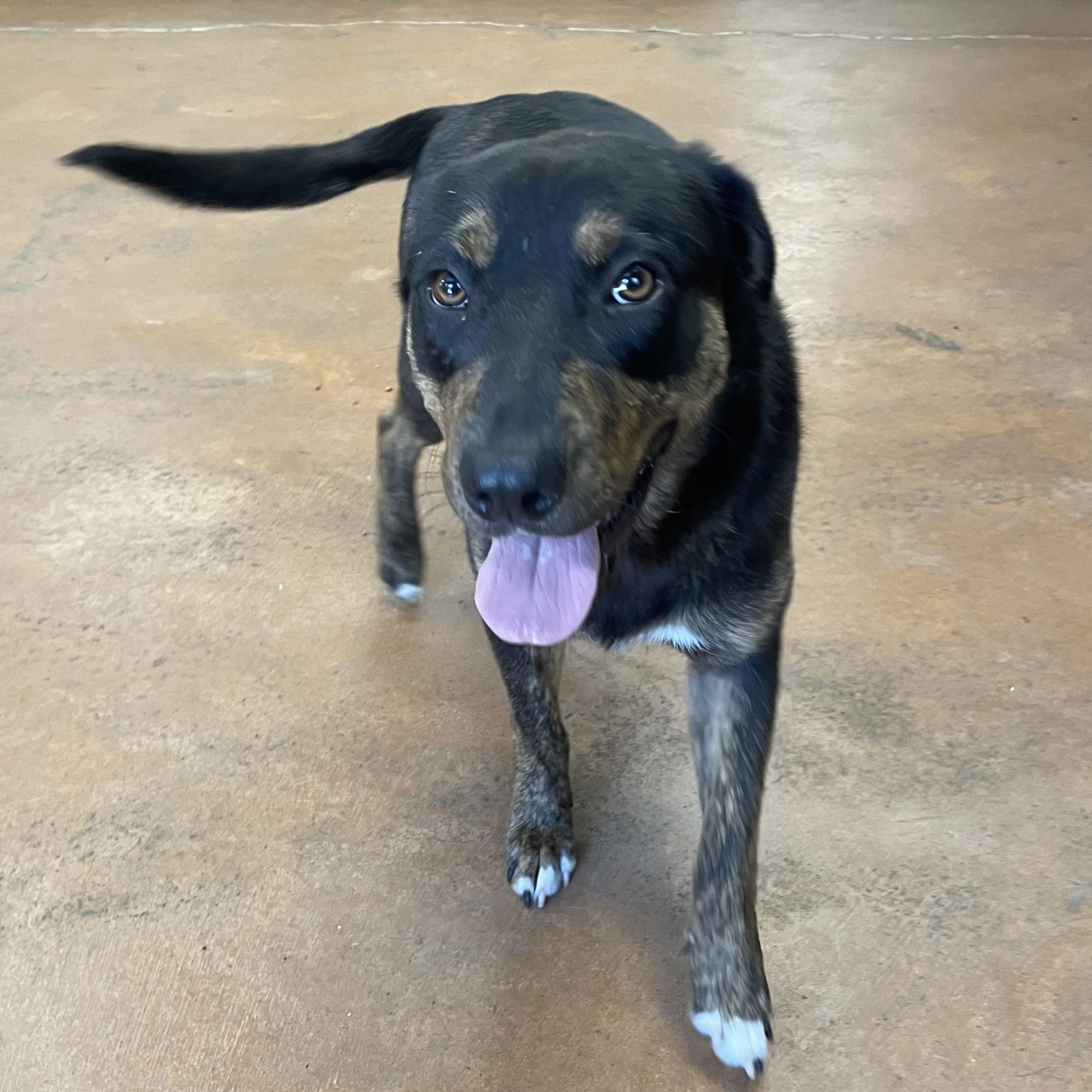 Leo, Adoptable, Young Male Labrador Retriever.